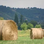 Dittrichs Erben بيت ضيافة