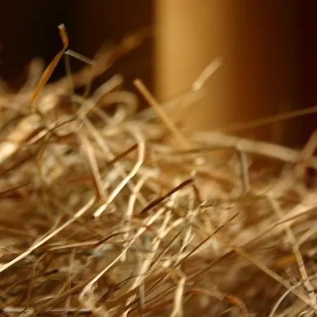 Gasthuis Dittrichs Erben