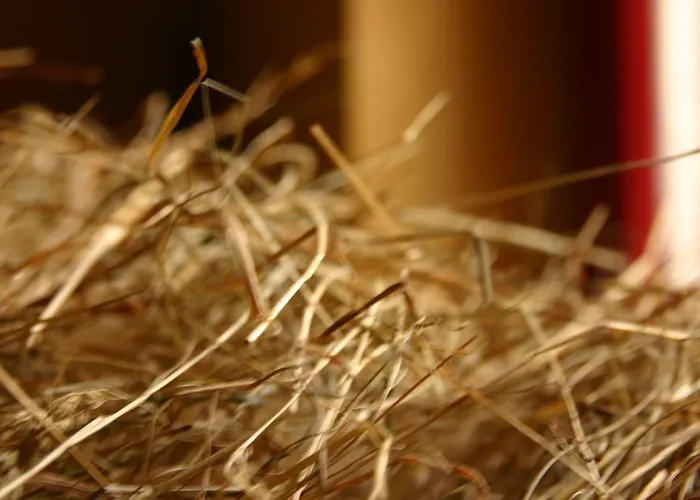 Gæstehus Dittrichs Erben